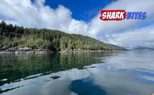Shark Bites email image template